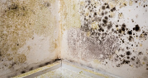 Mould & Damp